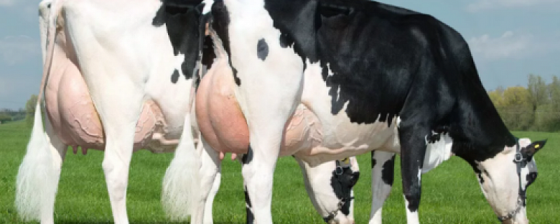 Поддержка здоровой иммунной функции у молочных коров в транзитный период