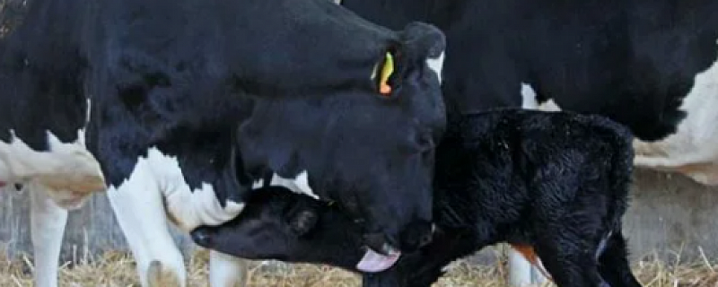 Использование кормовых жиров как источника  жирных кислот в рационах новотельных коров.